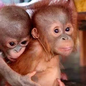 Volunteer in Indonesia | Programs, Guidance & Reviews