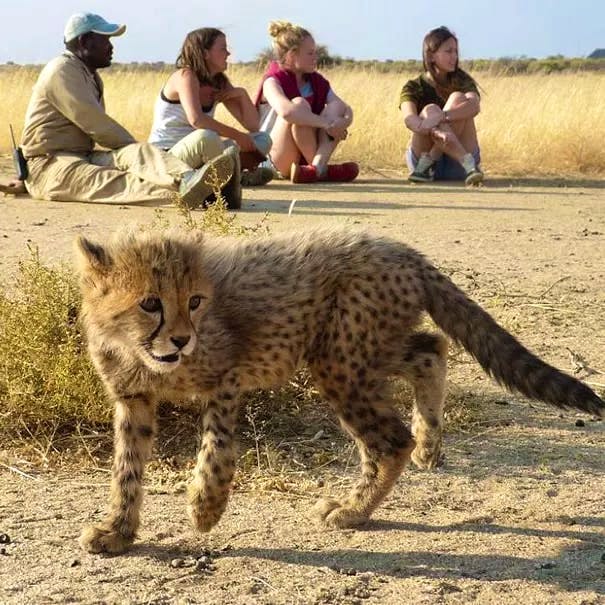 Volunteer in South Africa | Programs, Guidance & Reviews