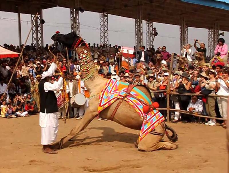 Camel_Dancing_pushkar
