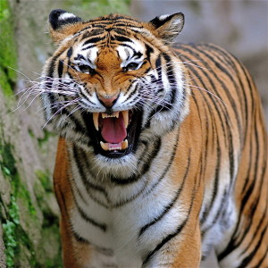 Bengal Tiger