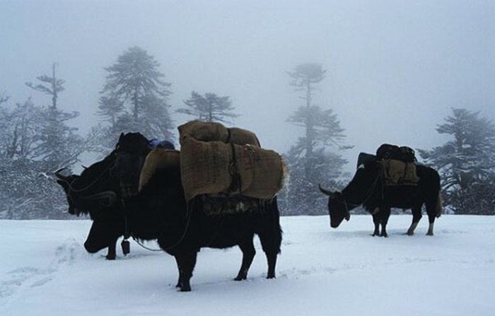 kanchenjunga-national-park-sikkim