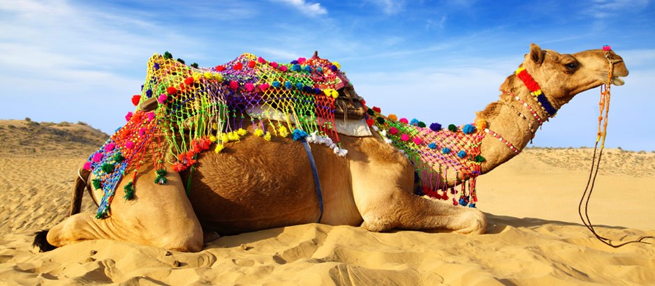 Bikaner Camel Festival 