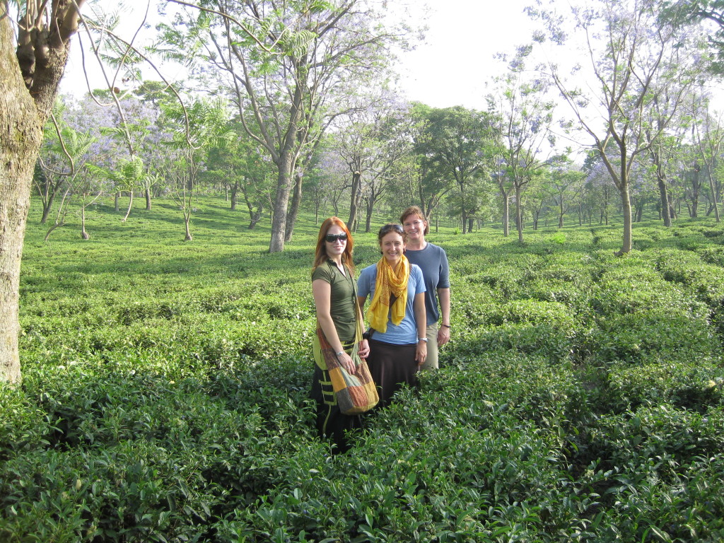 Palampur - Tea Garden with volunteering India