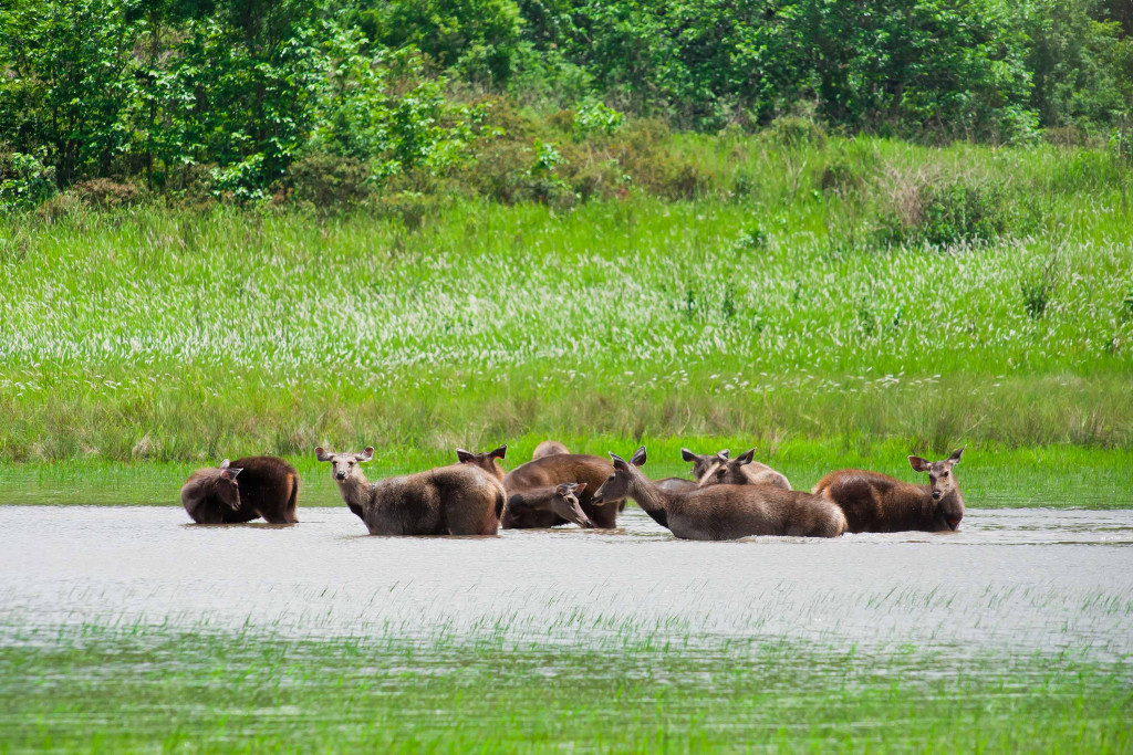 Animals-at-Sundarbans-Forest